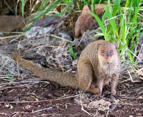 Small Indian Mongoose