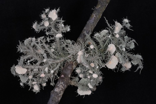 Bushy beard lichen