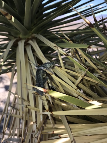 Common Side-blotched Lizard
