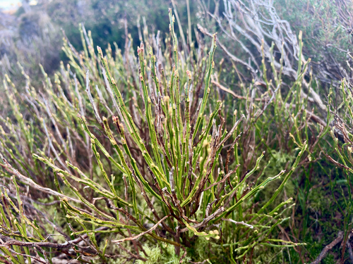 Common bilberry