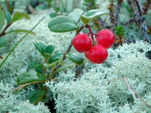 Lingonberry