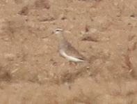 Sociable Lapwing