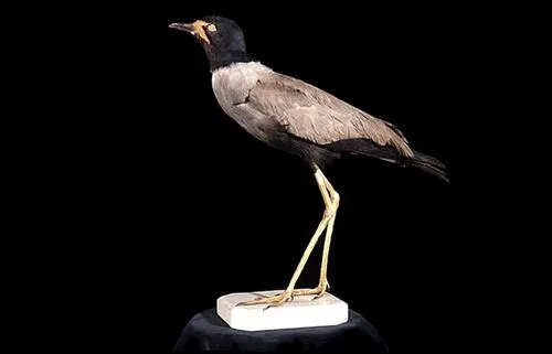 Javan Lapwing
