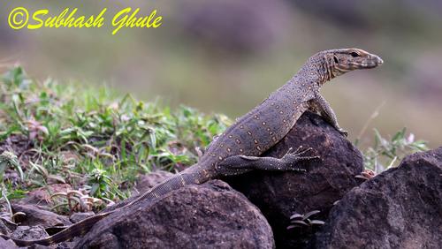Bengal Monitor