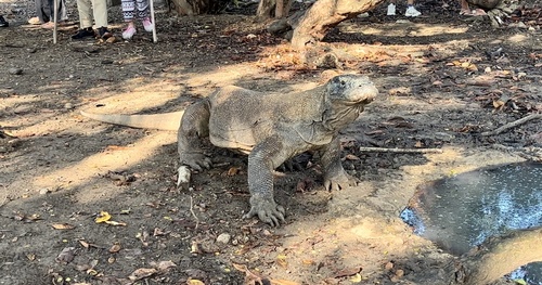 Komodo Dragon