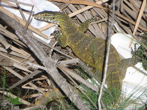 Nile Monitor