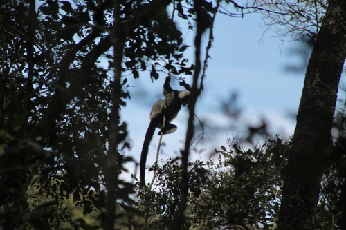 Black-and-white Ruffed Lemur