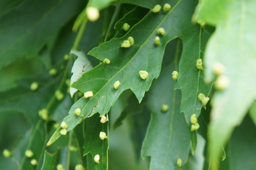 Maple Bladdergall Mite