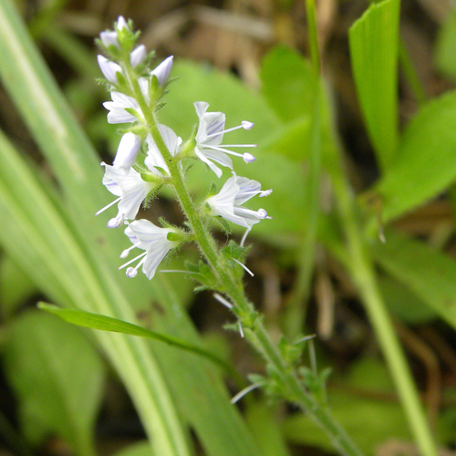 Heath speedwell