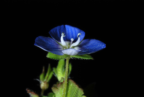 Bird's-eye speedwell