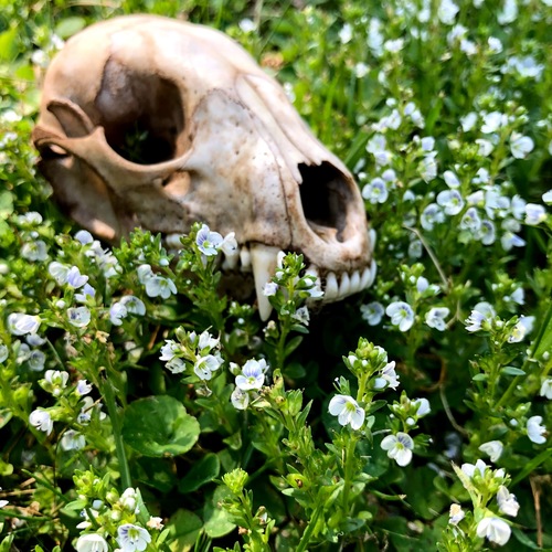 Thyme-leaved speedwell