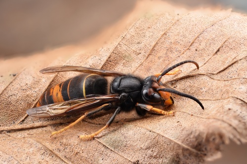 Yellow-legged Hornet