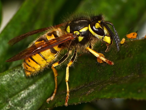 German Yellowjacket