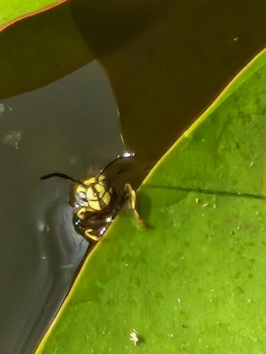 Common European Yellowjacket