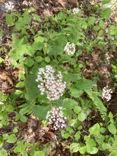 Mapleleaf viburnum