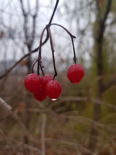 Guelder-rose