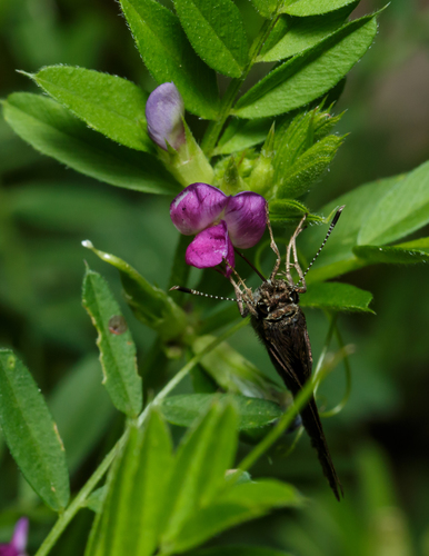 Common Vetch