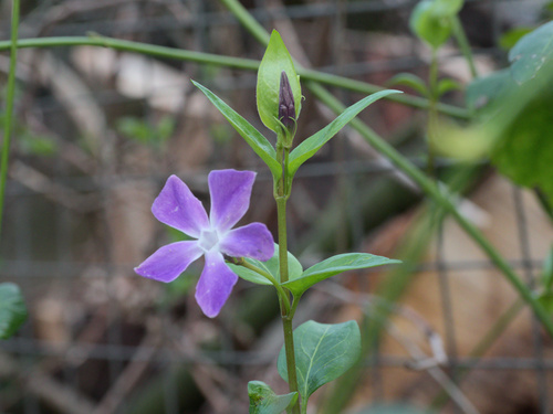 Greater periwinkle