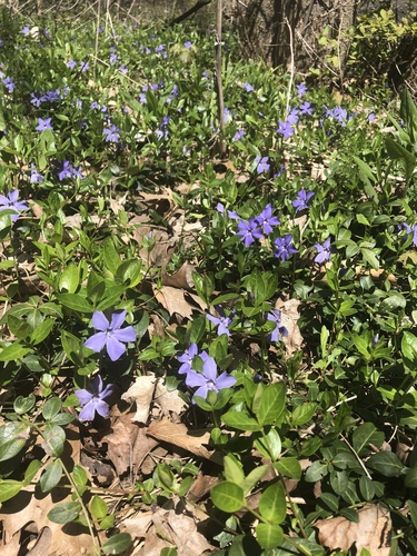 Lesser periwinkle