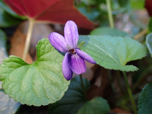 Sweet violet