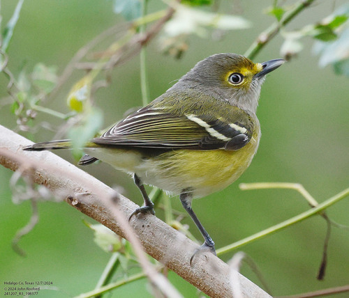White-eyed Vireo
