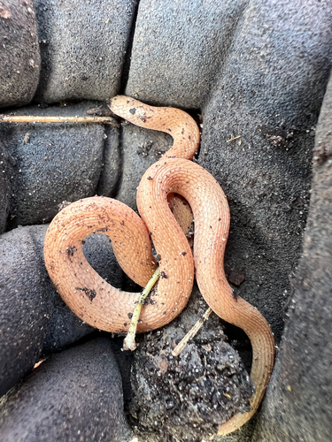 Rough Earthsnake