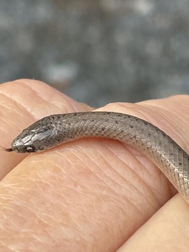 Smooth Earthsnake