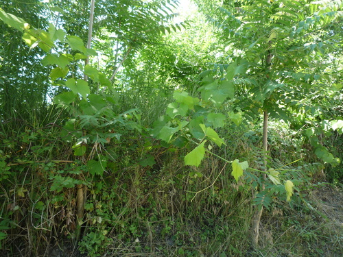 Riverbank grape