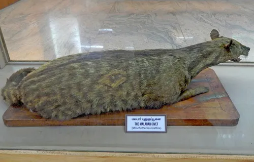 Malabar Civet