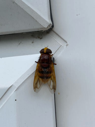 Hornet Mimic Hover Fly