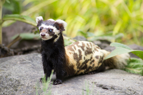 Marbled Polecat