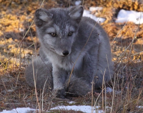 Arctic Fox