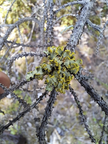 Powdered Sunshine Lichen