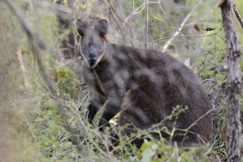 Swamp Wallaby
