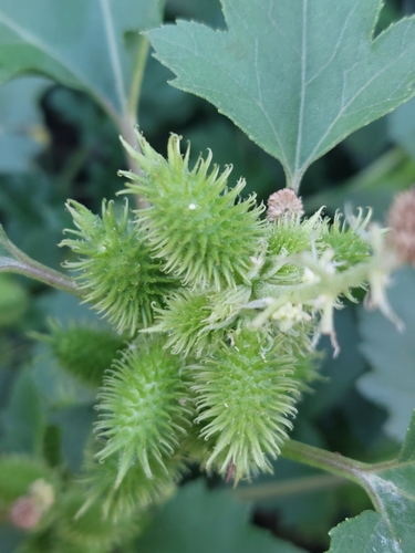 Rough cocklebur
