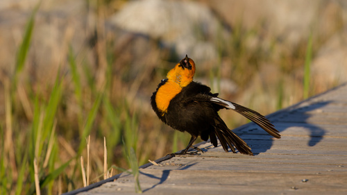 Yellow-headed Blackbird