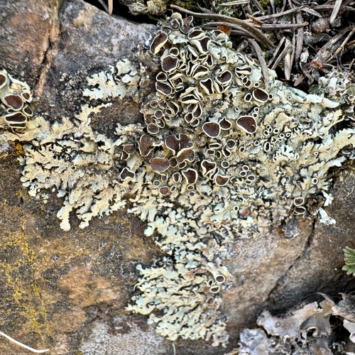 Cumberland Rock Shield