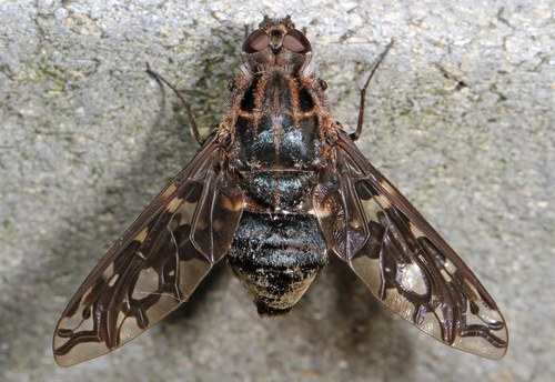 Tiger Bee Fly