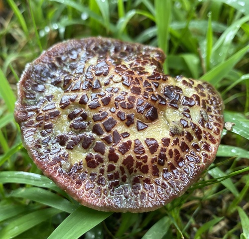 Red-cracking Bolete