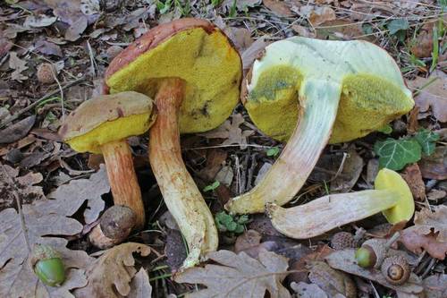 Suede Bolete