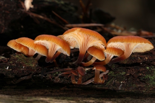 Pinewood Gingertail