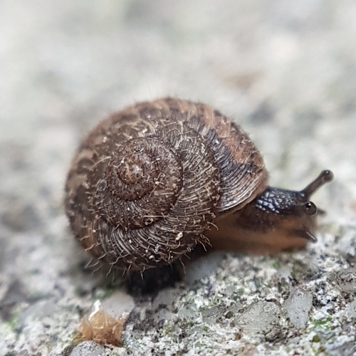 European Snail