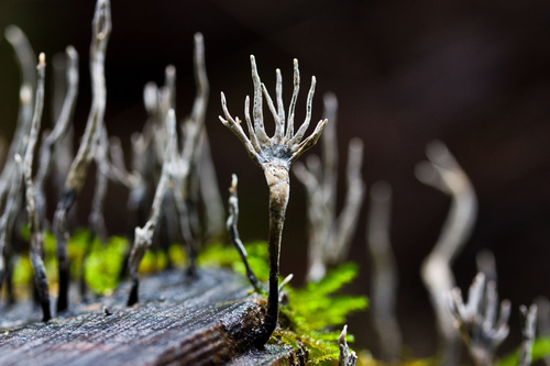 Candlesnuff Fungus