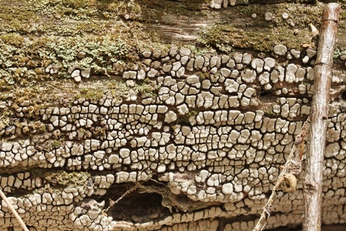 Ceramic parchment