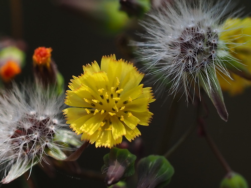 Oriental false hawksbeard