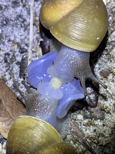 Cuban Brown Snail