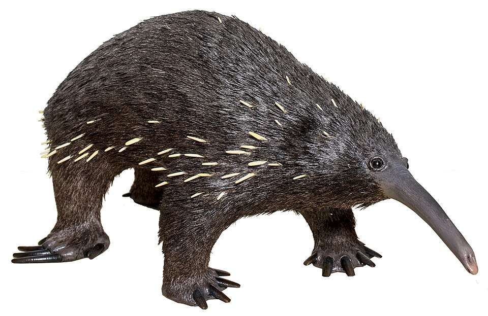 Eastern Long-beaked Echidna
