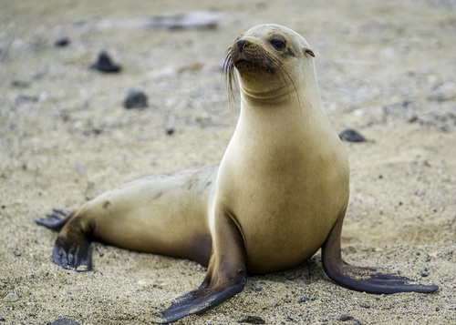Galápagos Sea Lion