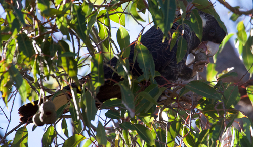 Baudin's Black Cockatoo