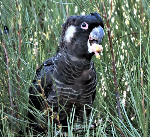 Carnaby's Black Cockatoo